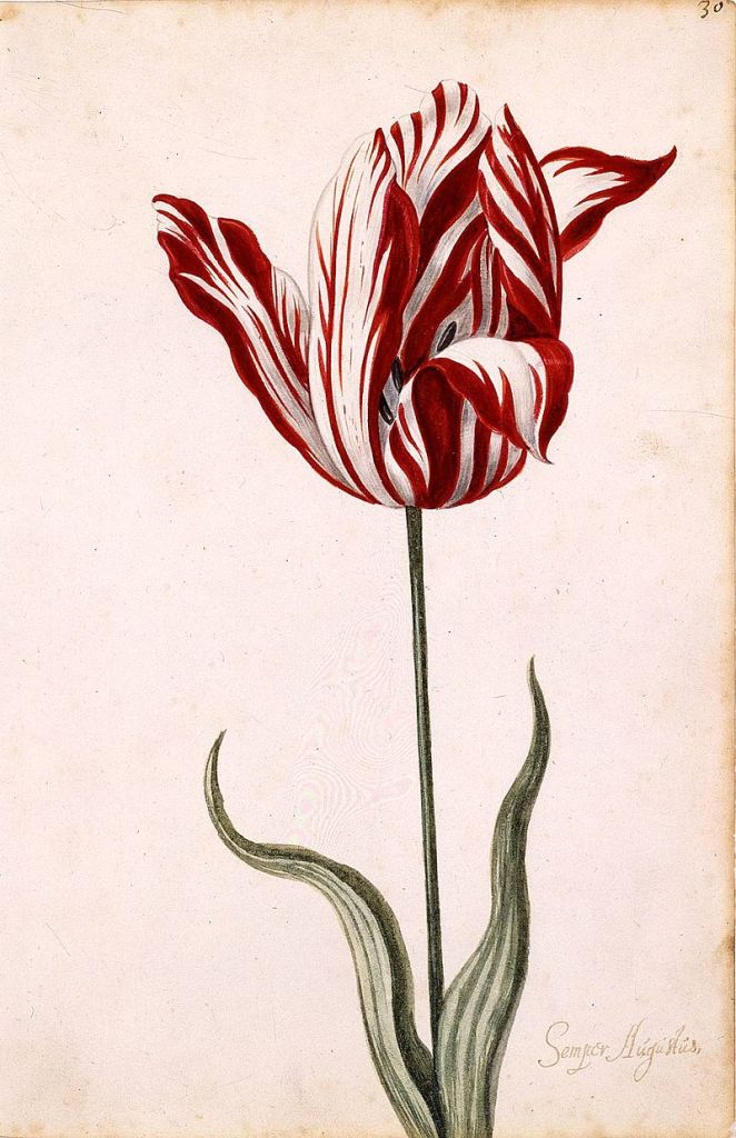 Bolla speculativa dei tulipani - Semper Augustus
Fonte: Wikipedia