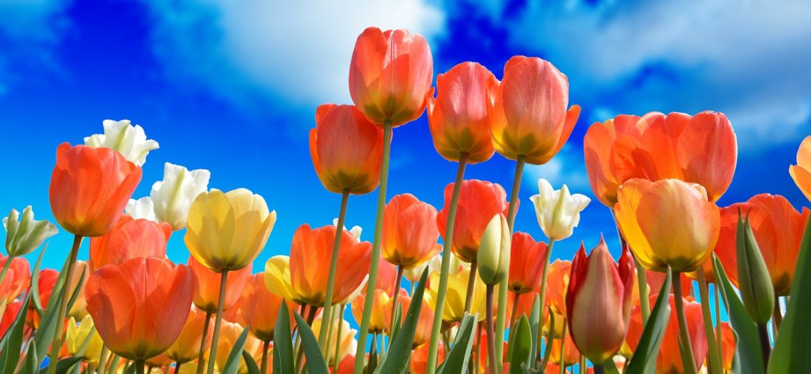 bolla speculativa dei tulipani o tulipanomania