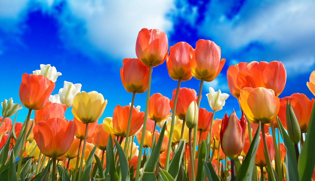 Bolla speculativa dei tulipani 